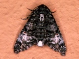 Marathyssa albidisca